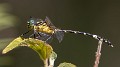 Ausdtrogomphus amphiclitus male